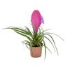 Bromelia MIX 25 - 40 cm