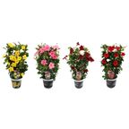 Dipladenia Diamantina MIX 60 - 65 cm