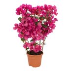 Bugenwilla 'Sanderiana' 50 - 55 cm
