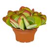 Kalanchoe 'Thyrsiflora' 35 cm