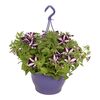 Roślina zwisająca MIX Petunia 40 - 50 cm