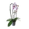 Storczyk Falenopsis Cascade 2 pędy MIX 60 cm