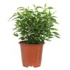 Figowiec Benjamiński 'Natasja' 30 cm