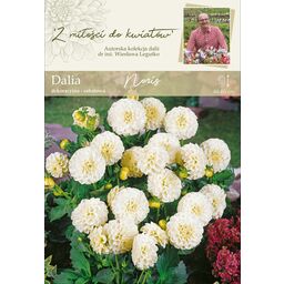 Dalia Noris dekora-rabat 1szt. cebulki kwiatów W. Legutko