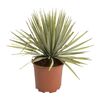 Juka rostrata 45 cm