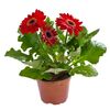 Gerbera MIX 25 cm