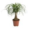 Nolina 60 cm