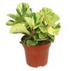 Peperomia MIX 20 cm