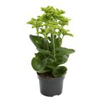 Kalanchoe 'Croco' 25 CM