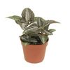 Pilea glauca MIX 10 cm