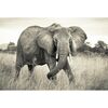 Fototapeta Elephant 368 x 248 cm Komar