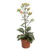 Kalanchoe 'Dorothy' 50 cm