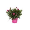 Goździk 'Pink Kisses' 10 - 15 cm