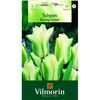 Tulipan zielonokwiatowy SPRING GREEN 6 szt. cebulki kwiatów VILMORIN