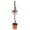 Jabłoń kolumnowa Ballerina® czerwona 60 - 80 cm BERRY&MORE™