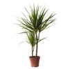 Dracena obrzeżona 75 cm