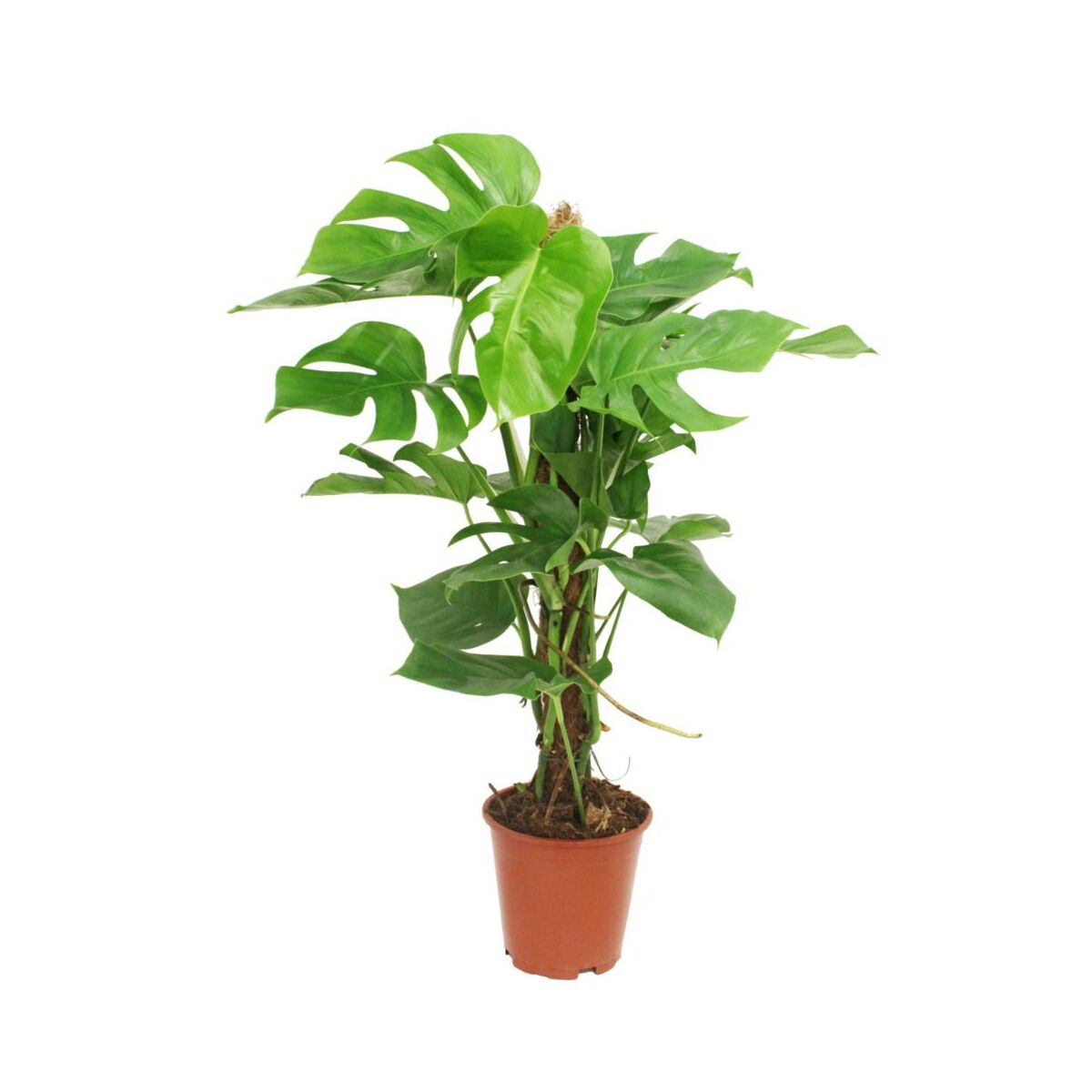 Monstera Dziurawa 80 Cm Kwiaty Doniczkowe W Atrakcyjnej Cenie W