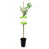 Agrest 80 cm BERRY&MORE™