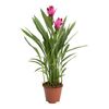 Kurkuma (Ostryż) 'Splash Pink' 55 cm