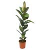 Figowiec sprężysty 'Robusta' 85 - 90 cm