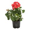 Pelargonia MIX 20 - 25 cm