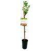 Agrest czerwony szczepiony na pniu 80 cm BERRY&MORE™