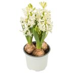 Hiacynt Hyacinthus orientalis mix 15 - 20 cm