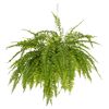 Nefrolepis 'Boston' 40 cm