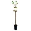 Czerwona porzeczka/agrest 80 cm BERRY&MORE™