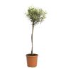 Oliwka (forma pienna) 100 - 110 cm