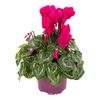 Cyklamen Super Serie Allure 30 cm Purple
