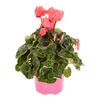 Cyklamen Super Serie Allure 30 cm Pink
