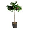Kuflik (forma pienna) 100 cm