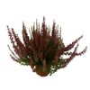 Wrzos pospolity GARDEN GIRLS MIX 18 - 22 cm