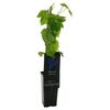 Winorośl granatowa Rembrandt / Marechal Foch / Boskoop Glory MIX 40 cm BERRY&MORE™