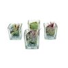 Tillandsia w kwadratowej osłonce 6 cm