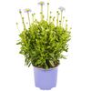 Roślina ogrodowa Felicja gawędkowa 'Felicitara Blue' 15 - 20 cm