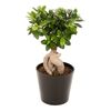 Bonsai Ficus Ginseng 45 cm