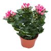 Buwardia MIX 25 cm