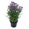 Aster MIX 30 cm