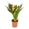 Cantedeskia (Kalla) 40 cm