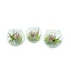 Tillandsia w szklanej kuli 12.5 cm