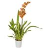 Orchidea 1 pęd MIX 70 cm