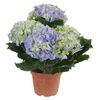 Hortensja MIX 27 cm