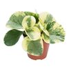 Peperomia tępolistna 30 cm