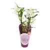 Orchidea More Lips 2 pędy MIX 60 cm