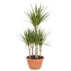 Dracena obrzeżona 100 cm