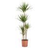 Dracena obrzeżona 180 cm