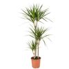 Dracena obrzeżona 120 cm