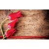 Fototapeta CZERWONE TULIPANY 208 x 146 cm